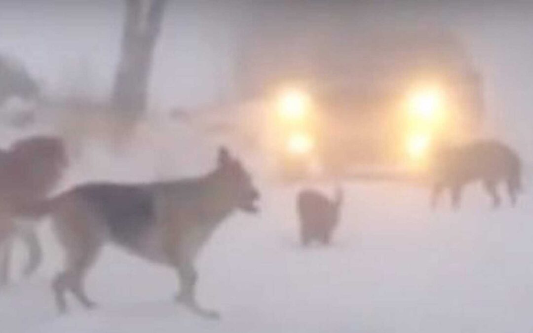 Lösspringande hundar utan ägarens kontroll – och ansvar.